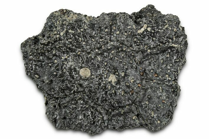 Fossil Glyptodont (Glyptotherium) Bony Armor Osteoderm - Florida #351084